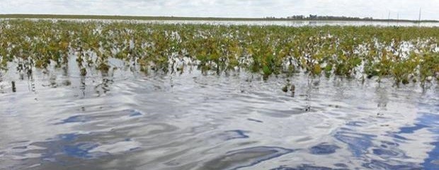 Impulsan la creación de un seguro agrario para productores