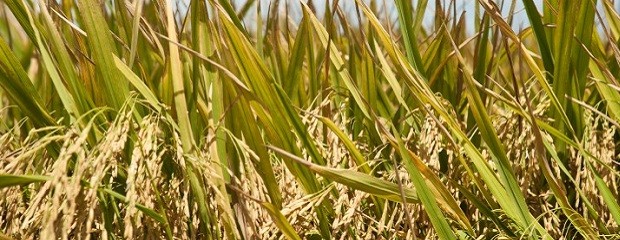 FAA criticó a Producción por intimar a productores arroceros