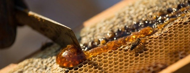 Las exportaciones de miel rondan las 34 mil toneladas