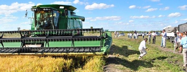 Intiman a productores arroceros para que devuelvan fondos