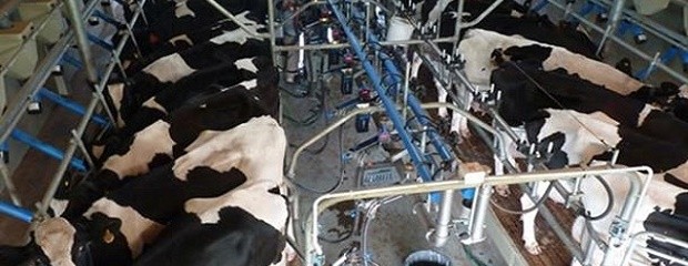 Coninagro presentó un nuevo informe lechero
