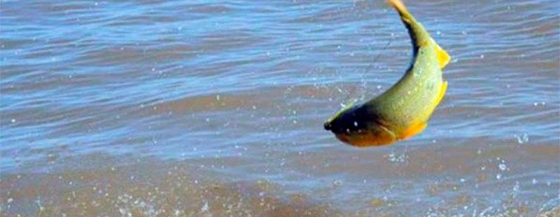 Intensifican controles de pesca deportiva y artesanal 