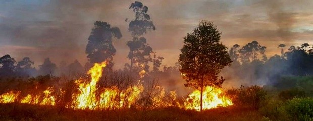 Grave incendio forestal consumió 30 hectáreas de eucaliptos