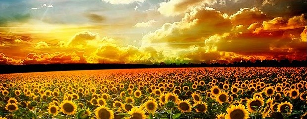 Rematarán el Primer Lote de Girasol de la Campaña 2018/19