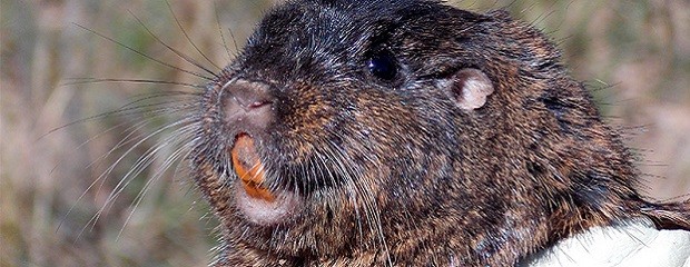 Confirmaron la presencia de nueva especie para el Pre Delta