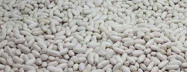 Argentina exportó más de 100 mil toneladas de poroto alubia