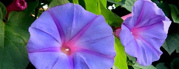 Evalúan potencial medicinal de maleza para tratar Parkinson