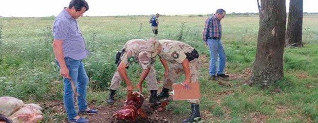 Productor perdió 10 animales por abigeato en 45 días