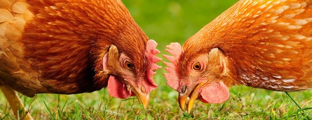 Gallinas: crean un sensor que monitoriza su estado de salud