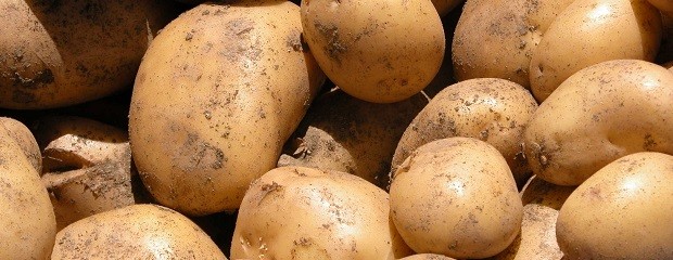 Presentan el primer evento biotecnológico vegetal argentino