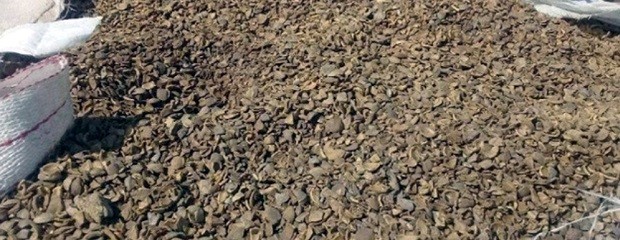 Reutilizan desechos de durazno y damasco para energía