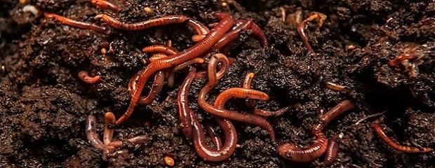 Lombrices: ¿pueden mejorar la calidad del vino?