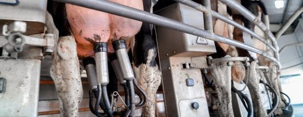 Hoy comienza a operar el contrato futuro de leche cruda