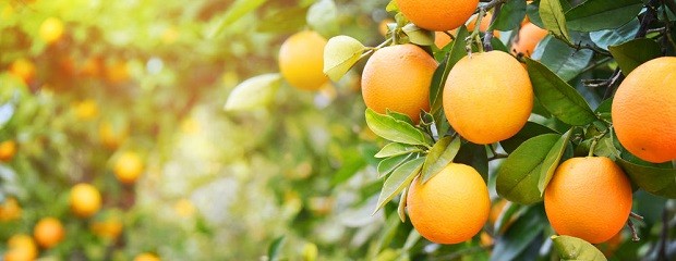  El NEA y el NOA fortalecen la protección de los cítricos