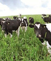 Estrés calórico: impacto temperaturas en bovinos de leche