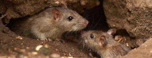 Entre Ríos es una región endémica por hantavirus