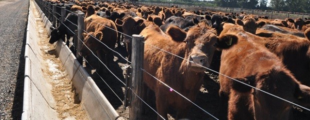 El feedlot con la menor ocupación desde 2016