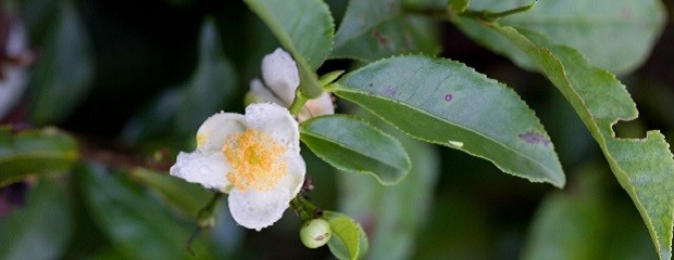 Argentina lidera la producción de té en América