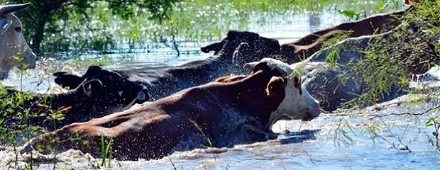 El agro argentino reclama por una ley de Seguro Multirriesgo