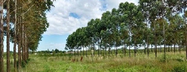 Proyecto: riego forestal al tratar efluentes