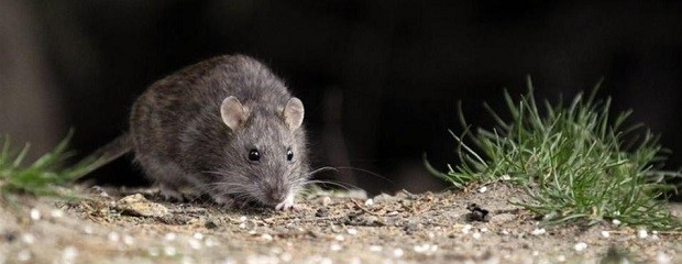 Gualeguaychú: primer caso autóctono de Hantavirus