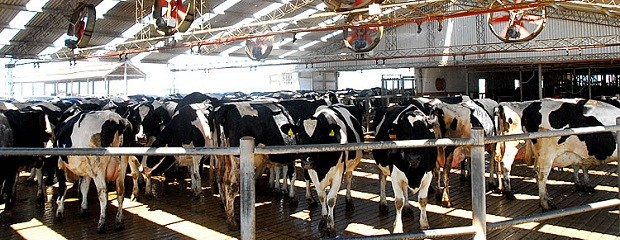 Pagarán un 5% más a los productores de leche