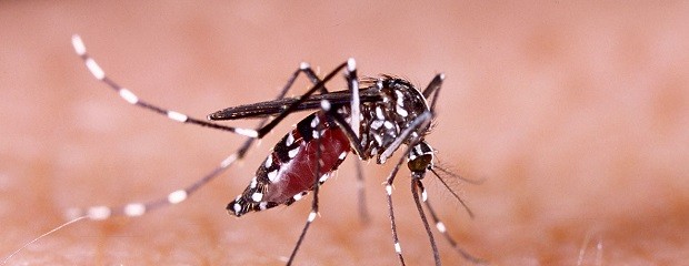 Entre Ríos: Refuerzan acciones contra el dengue