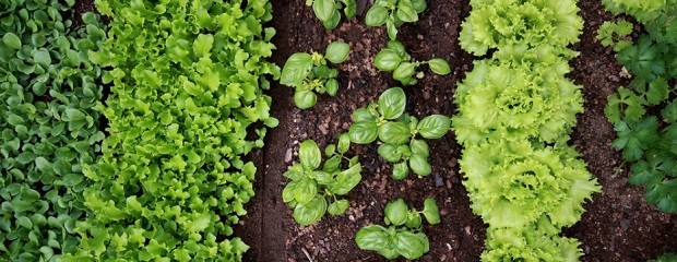 Las huertas aportan vitaminas y minerales de calidad