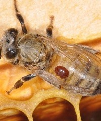 La evolución de la Varroa y cómo combatirla