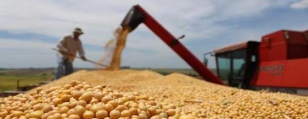 Más exportaciones de poroto sin procesar que harina de soja