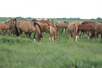 Crece el robo de caballos y los faenan para empanadas