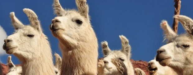 El INTA recibió el premio al mejor invento de Latinoamérica