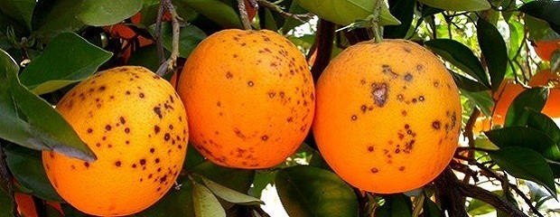 Realizan acciones en Entre Ríos para prevenir el HLB