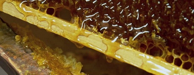 Trabajan en un nuevo análisis para detectar miel adulterada