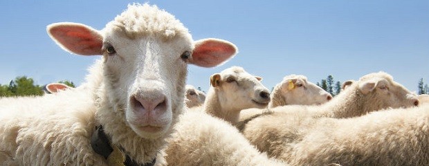 La ganadería ovina atañe al 30% de los productores argentino