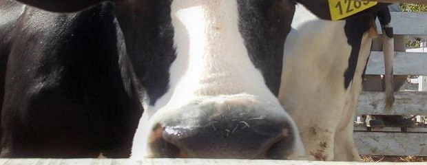Por qué cae la producción de leche y qué esperar para el año
