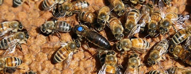 La importancia del otoño pensando en la próxima cosecha