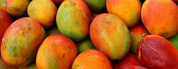 El mango aumentó su comercialización en Argentina