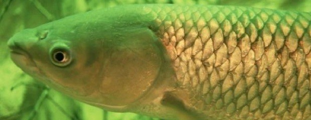 Estudian cómo controlar parásitos en peces de agua dulce
