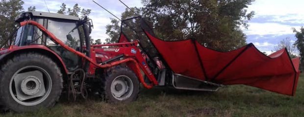 Comenzó la cosecha de la nuez Pecán en el depto Uruguay