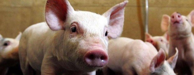 Senasa proteger la sanidad porcina es cuidar los mercados