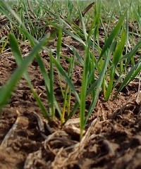 Recomendaciones para potenciar al trigo desde la siembra