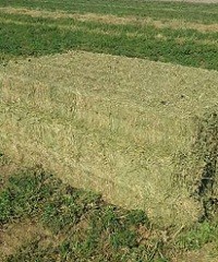 Megafardos de alfalfa, la alternativa más rentable