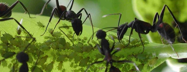 Cómo alejar a las hormigas negras de las huertas y jardines