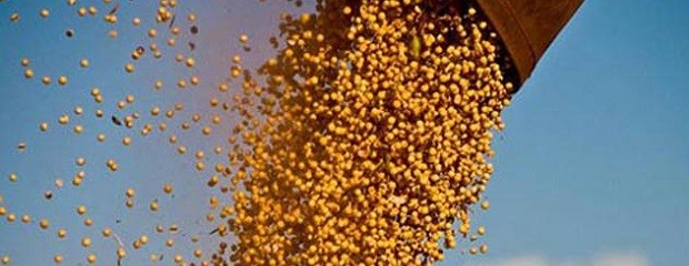 La Argentina producirá más maíz que soja