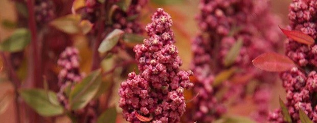 Quinoa: el legado nutricional y los beneficios de su consumo