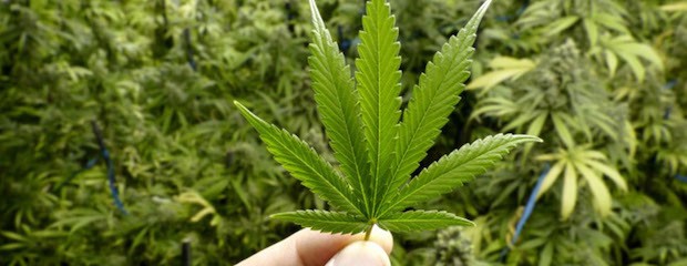 Industria del cannabis generaría casi 10.000 Mill de dólares