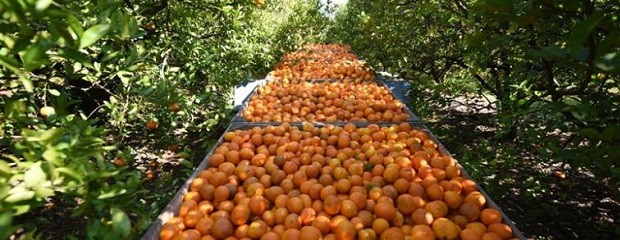 En el FIDRU, el Citrus también estuvo presente