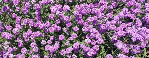 Presentaron dos nuevas variedades de flores 
