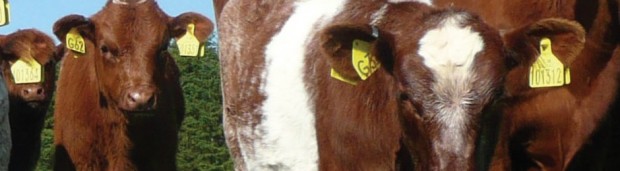 Rotación de verdeos con cultivos agrícolas